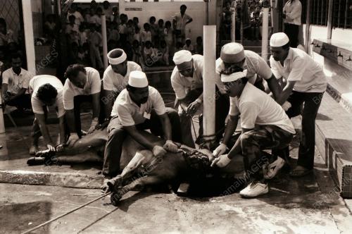 HARI RAYA QURBAN DI KAMPUNG BARU
