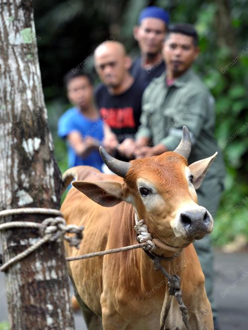 KL21_05102014_KORBAN