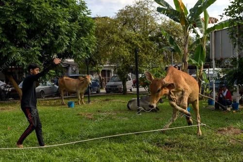 KORBAN HARI RAYA AIDILADHA