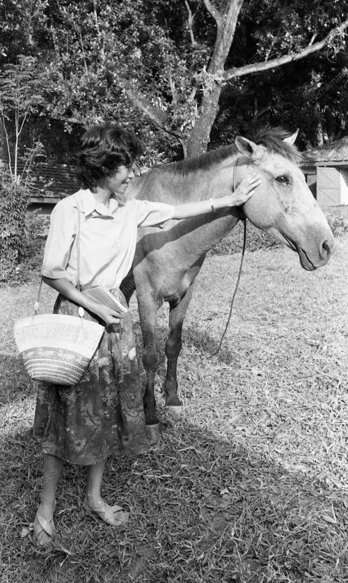 BAJAU HORSEMAN