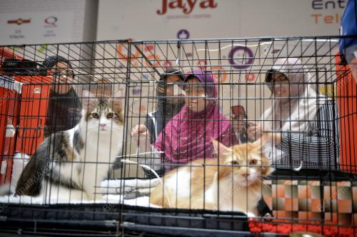 KL21_10032019_KUCING_BN201903052406