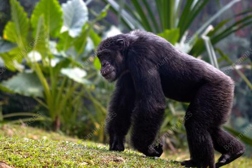 KL21_10092019_CHIMPANZEE_BN201908299599