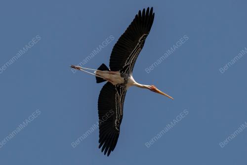 MELINDUNGI SPESIES BURUNG MIGRASI