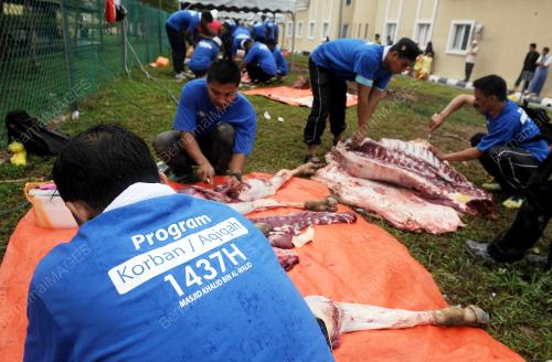 KL21_12092016_QURBAN_KEMENTAH