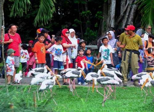KL21_13112012_BURUNG