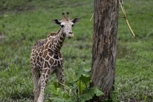 ZOO NEGARA