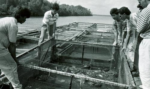 KHASIAT KETAM