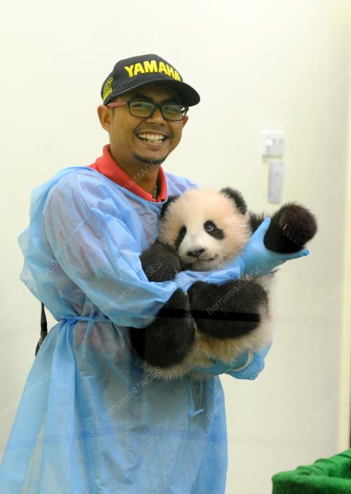 KL21_17122015_AKMAL_PANDA