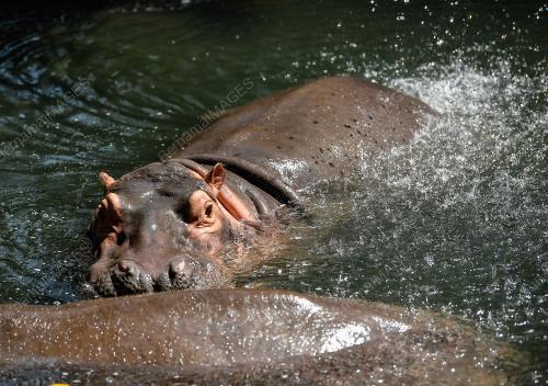 TINJAUAN CUACA PANAS ZOO NEGARA