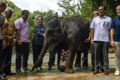 HARI GAJAH SEDUNIA