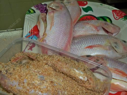 TILAPIA