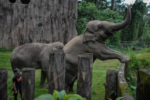ZOO NEGARA 'ADOPT AN ANIMAL'