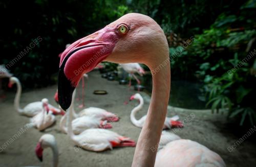 BURUNG FLAMINGO