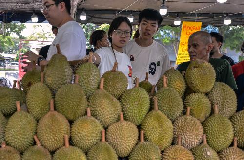 TINJAUAN MUSIM DURIAN