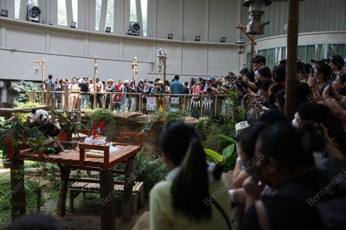 GIANT PANDA BIRTHDAY CELEBRATION CEREMONY 2023