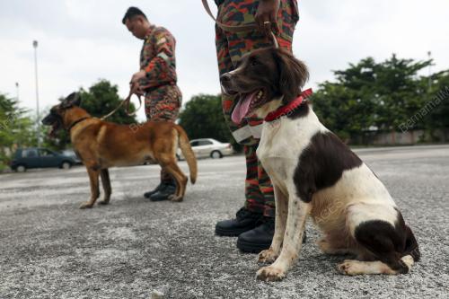 UNIT K9 JABATAN BOMBA DAN PENYELAMAT MALAYSIA