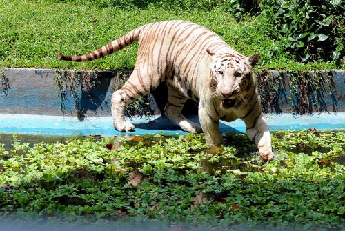 KL21_26022015_HARIMAU
