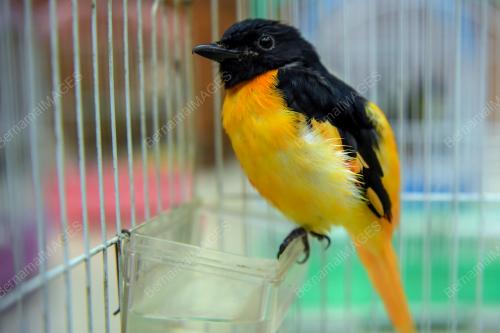 BIRD