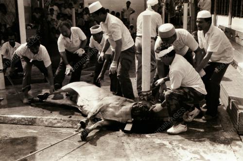 HARI RAYA QURBAN DI KAMPUNG BARU