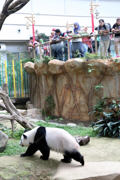 KL22_10022016_PANDA