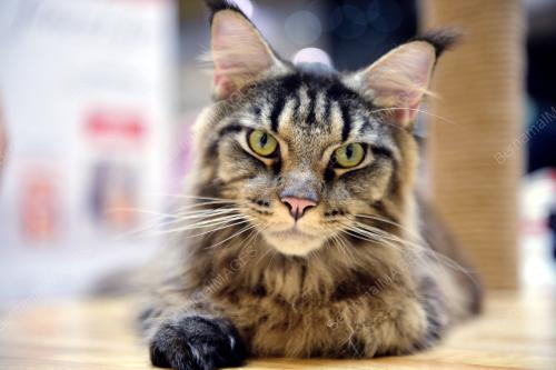 KL22_10032019_KUCING_BN201903052406
