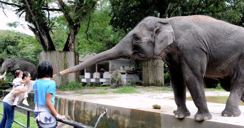 KL22_13112012_GAJAH_ANAK