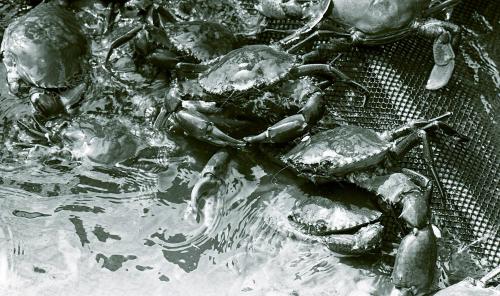 KHASIAT KETAM