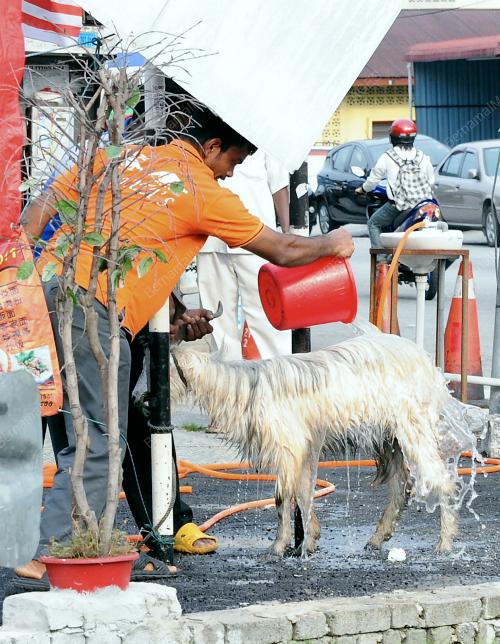 KL22_15092012_KAMBING