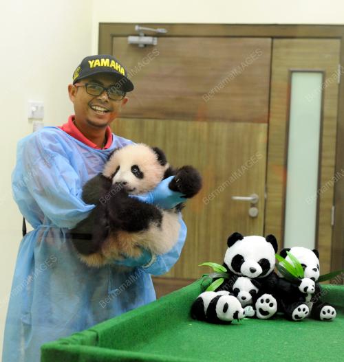 KL22_17122015_AKMAL_PANDA
