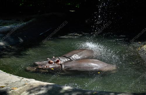 TINJAUAN CUACA PANAS ZOO NEGARA