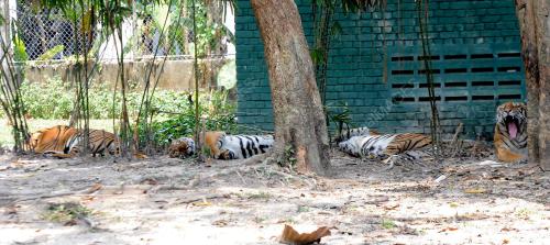KL22_19022014_HARIMAU