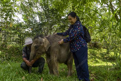 HARI GAJAH SEDUNIA