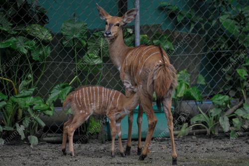 ZOO NEGARA 'ADOPT AN ANIMAL'