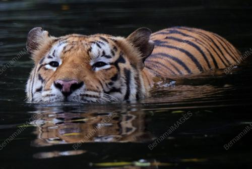 HARIMAU BELANG ZOO NEGARA