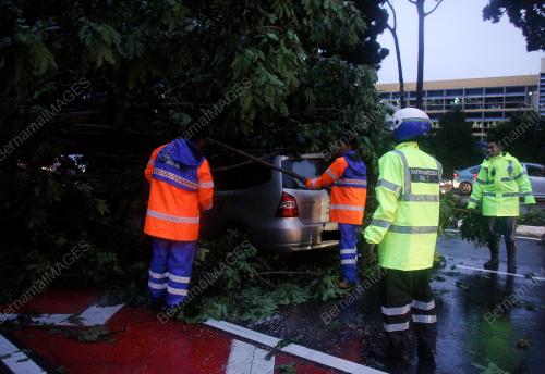 POKOK TUMBANG