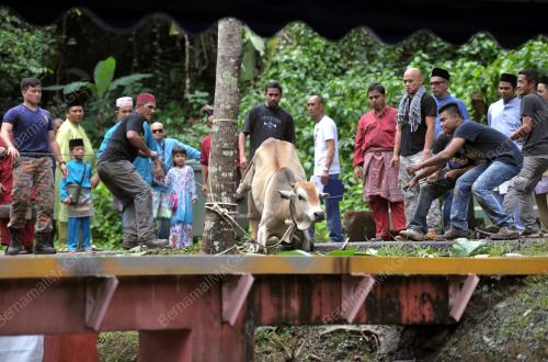 KL23_05102014_KORBAN