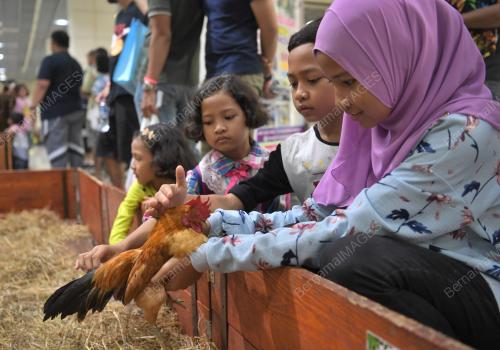 KL23_06102018_PETTING_ZOO