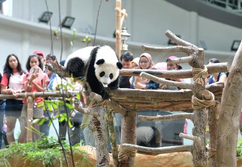 KL23_06112018_ZOO_NEGARA