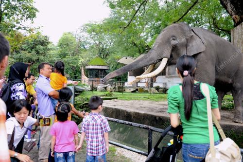 KL23_13112012_GAJAH