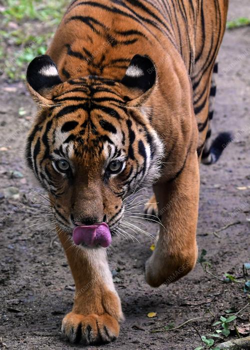 KL23_14092019_HARIMAU_BN201909130981