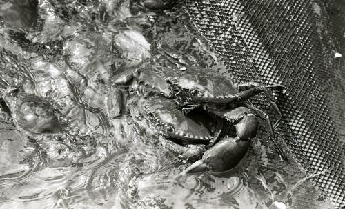 KHASIAT KETAM
