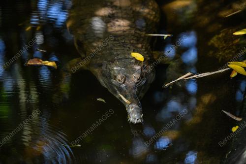 TINJAUAN CUACA PANAS ZOO NEGARA