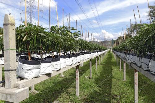 PROJEK TANAMAN CILI FERTIGASI