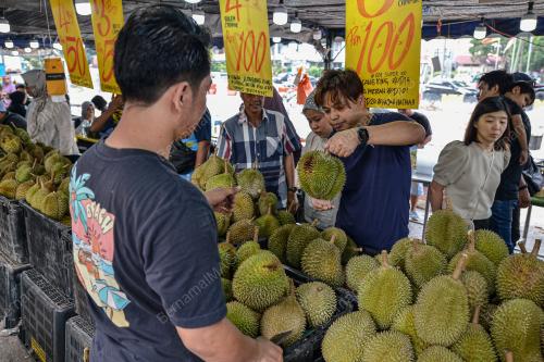 TINJAUAN MUSIM DURIAN