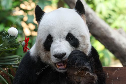 GIANT PANDA BIRTHDAY CELEBRATION CEREMONY 2023