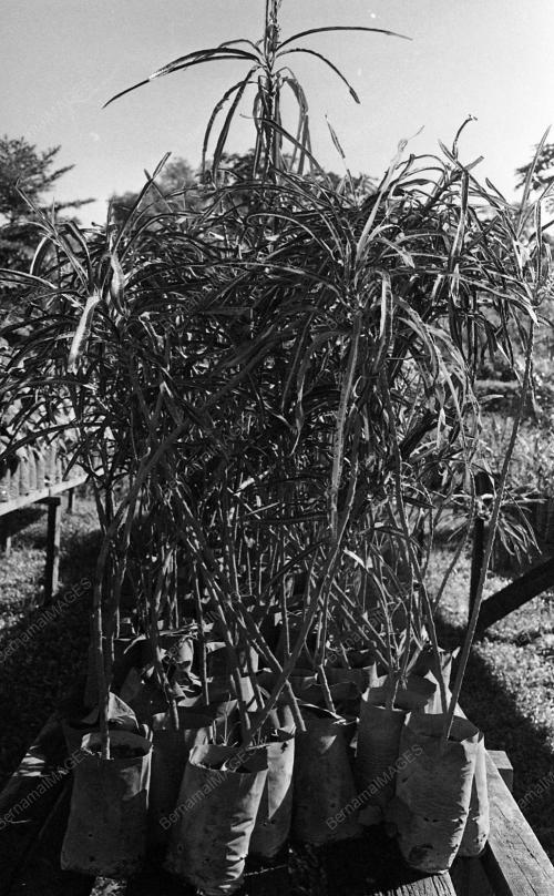 INSTANT TREES