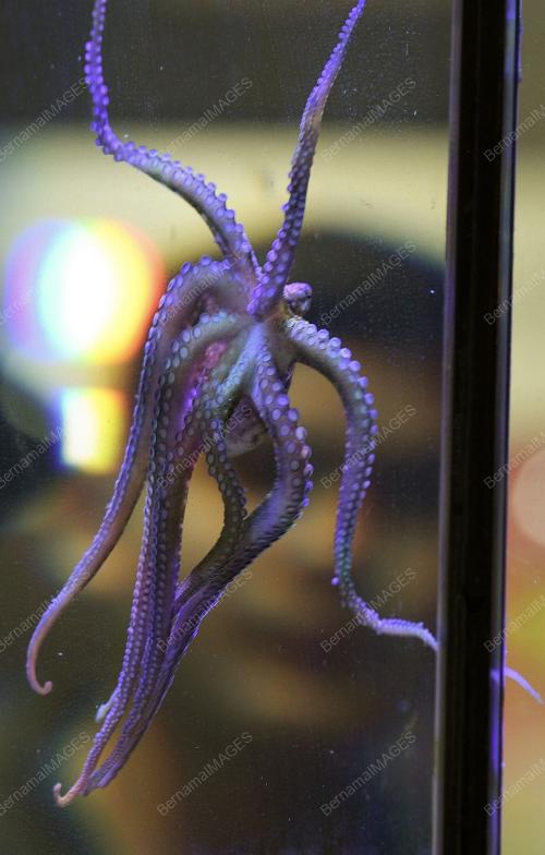 KL23_27112018_MAHA_SOTONG