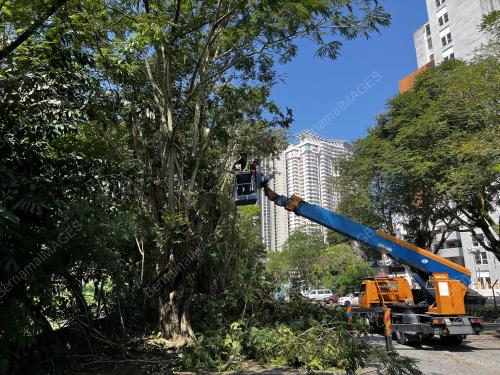 TEBANG POKOK