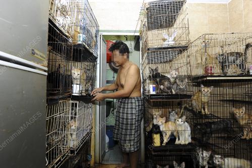 KL24_04102017_KUCING