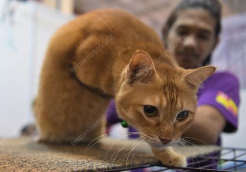 KL24_06102018_KUCING